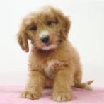 Cockapoo pups te koop, Dieren en Toebehoren, 15 weken tot 1 jaar, Buitenland, CDV (hondenziekte), Meerdere