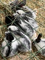 Vlaamse reuzen konijnen, Enlèvement ou Envoi