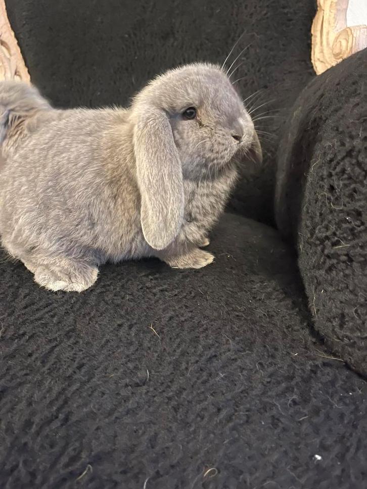 Franse hangoor voedster, Dieren en Toebehoren, Konijnen, Hangoor