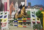 TE KOOP: Lavendel – Lieve, energieke springmerrie (10 jaar), Dieren en Toebehoren, Paarden, Merrie, Springpaard, Gechipt, L