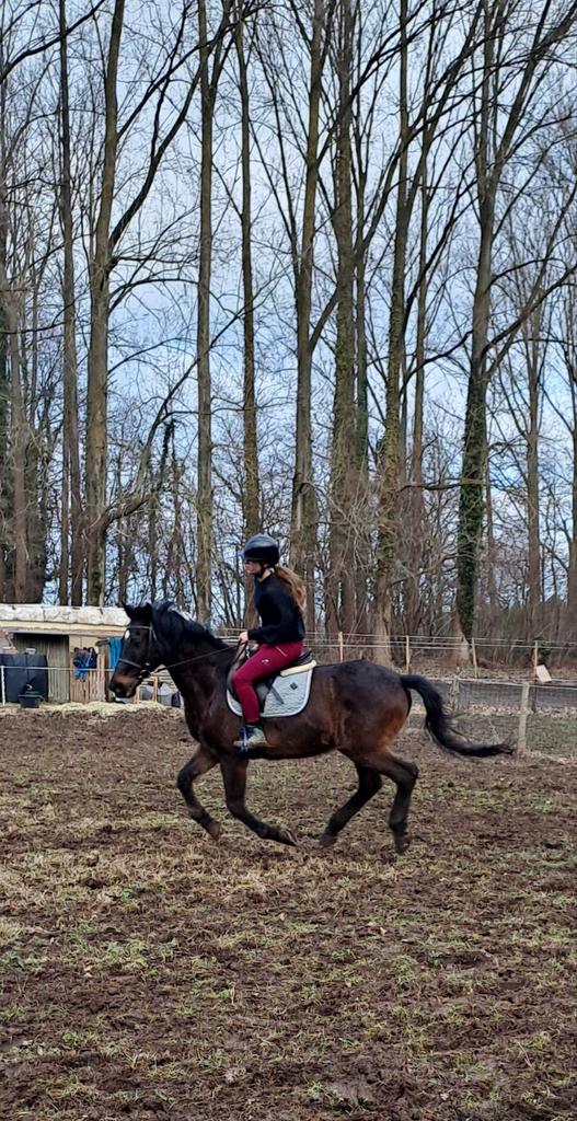 Super brave ruin, Dieren en Toebehoren, Paarden