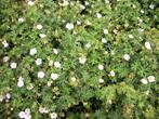 Geranium sanguineum 'Compactum', Volle zon, Vaste plant, Zomer, Ophalen
