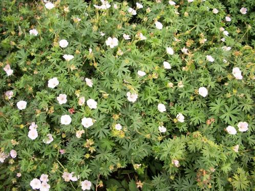 Geranium sanguineum 'Compactum', Tuin en Terras, Planten | Tuinplanten, Vaste plant, Overige soorten, Volle zon, Zomer, Ophalen