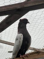 Pigeon iranien, Animaux & Accessoires, Oiseaux | Pigeons