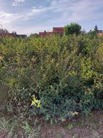 Osmanthus burqwoodii, Tuin en Terras, Planten | Struiken en Hagen, Buxus, Ophalen of Verzenden