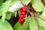 Schisandra, Tuin en Terras, Planten | Fruitbomen, Ophalen, Overige soorten