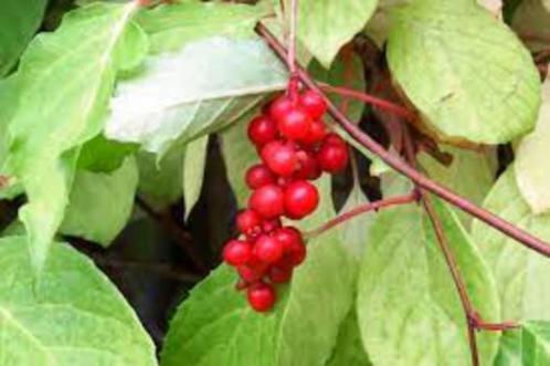 Schisandra, Tuin en Terras, Planten | Fruitbomen, Overige soorten, Ophalen