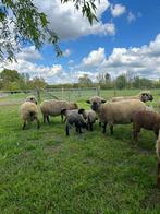 Hampshire Down lammetjes, Animaux & Accessoires, Moutons, Chèvres & Cochons, Mouton, Plusieurs animaux, 0 à 2 ans