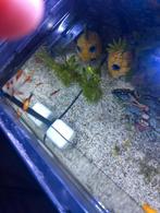 Vissen en garnalen te koop met aquarium
