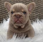 Isabella cherrytan reutje franse bulldog pups, Dieren en Toebehoren, Honden | Bulldogs, Pinschers en Molossers, België, Fokker | Hobbymatig