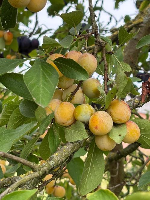 BIO Mirabellen de Nancy, Zakelijke goederen, Landbouw | Aardappelen, Groenten, Fruit en Vlees, Ophalen
