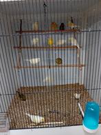 Kanaries mannen tt vogels witte geel mozaiek groen agaat, Animaux & Accessoires, Oiseaux | Canaris