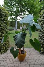 Olifantsoor (Alocasia), Groene kamerplant, Ophalen, 150 tot 200 cm