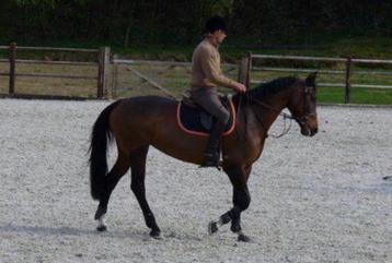 Zadelmak en / of door rijden van jonge paarden  beschikbaar voor biedingen