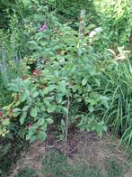 kersenboompje, Tuin en Terras, Planten | Fruitbomen, Ophalen, 100 tot 250 cm, Kersenboom