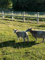 Ryeland schaap, Schaap