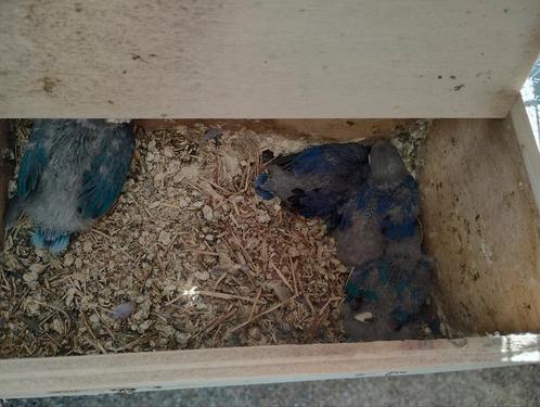 Dwergpapegaai baby voor tam te maken door handopfok, Dieren en Toebehoren, Vogels | Parkieten en Papegaaien, Geslacht onbekend