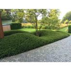 8 x lonicera  nitida  maigrun in pot , buxusvervanger, Tuin en Terras, Ophalen