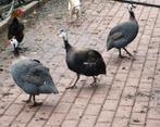 Parelhoentjes, Dieren en Toebehoren, Pluimvee