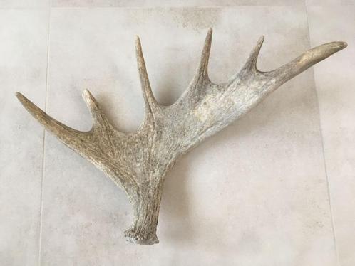Groot enkel gewei van eland 60 cm, Verzamelen, Dierenverzamelingen, Gebruikt, Gewei of Kop, Wild dier, Ophalen of Verzenden