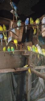 Perruche ondulée, Enlèvement