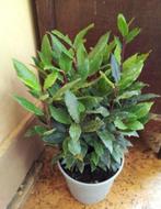 Laurier, Tuin en Terras, Planten | Tuinplanten, Ophalen