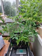 Tomatenplanten, pepers, paprika's en aubergines, Zomer, Ophalen, Groenteplanten, Eenjarig