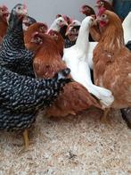 jeunes poulets de 7 couleurs et races Vaccination complète, Poule ou poulet, Femelle