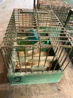 Lot de 10 cages d’oiseaux ,les 2 trappes ne sont plus dis, Ophalen, Zo goed als nieuw