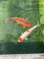 jonge Koi 2 jaar 50 cm, Karper of Koi