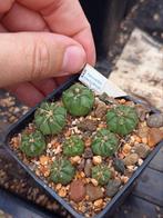 cactus Ferocactus macrodiscus, Tuin en Terras, Ophalen of Verzenden