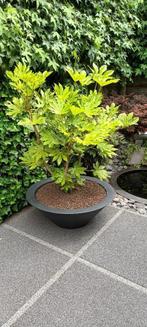 FATSIA JAPONICA, Ophalen