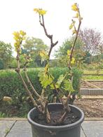 Vigne Vitis Vinifera (au moins 7 ans), Jardin & Terrasse, En pot, Autres espèces, Enlèvement ou Envoi, Moins de 100 cm