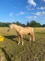 Super knappe palomino merrie, Dieren en Toebehoren, Paarden, Merrie, Onbeleerd