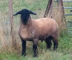suffolkramlam, Dieren en Toebehoren