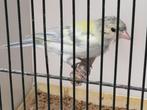 Botvink, Dieren en Toebehoren, Vogels | Overige Vogels, Mannelijk, Wildzangvogel, Geringd