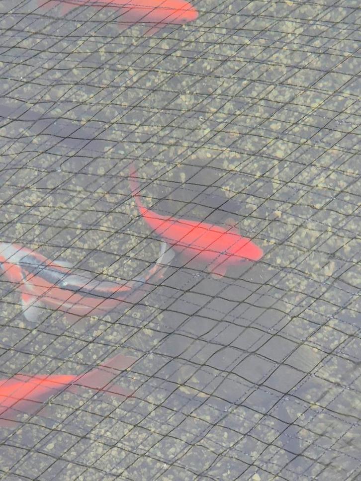 Gratis Prachtige Goudvissen, Dieren en Toebehoren, Vissen | Aquariumvissen