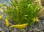 Gele garnalen, Yellow fire shrimp (jonge en adulte dieren), Kreeft, Krab of Garnaal, Zoetwatervis