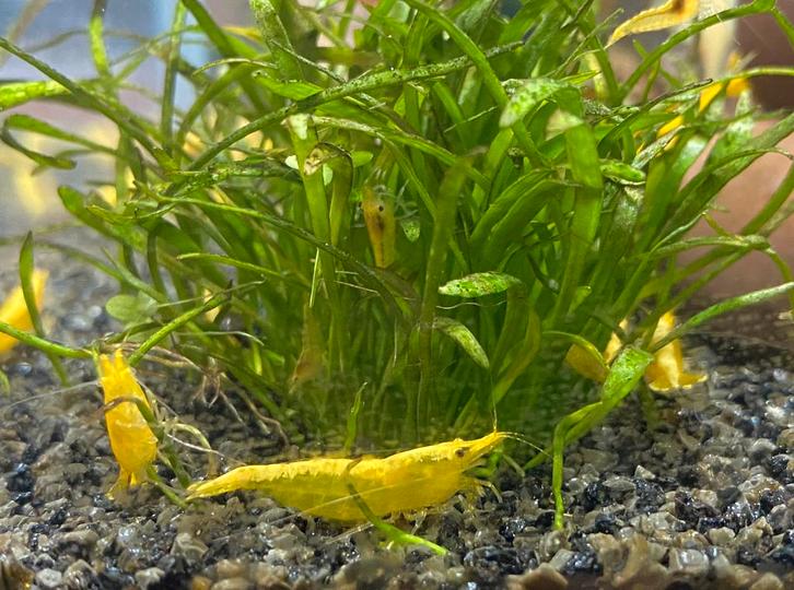 Gele garnalen, Yellow fire shrimp (jonge en adulte dieren), Dieren en Toebehoren, Vissen | Aquariumvissen, Zoetwatervis, Kreeft, Krab of Garnaal