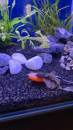 Pleco Long Fin 3 stuks, Dieren en Toebehoren, Vissen | Aquariumvissen, Vis, Zoetwatervis