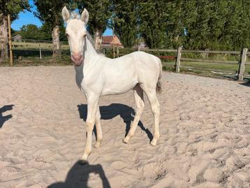 Amber champagne dun AQHA merrie veulen beschikbaar voor biedingen