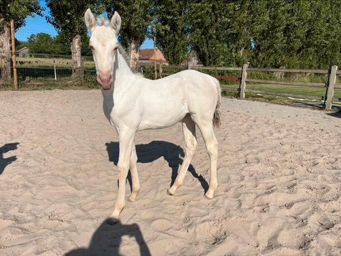 Amber champagne dun AQHA merrie veulen, Dieren en Toebehoren, Pony's, Merrie, E pony (1.48m - 1.57m), Recreatiepony, 0 tot 2 jaar