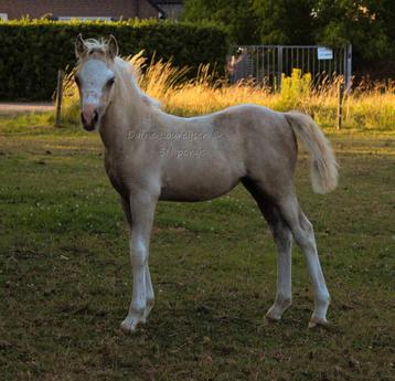 Palomino Welsh merrie veulen  beschikbaar voor biedingen