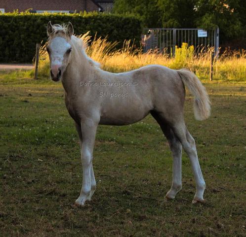 Palomino Welsh merrie veulen, Dieren en Toebehoren, Pony's, Merrie, A pony (tot 1.17m), 0 tot 2 jaar, Met stamboom, Gechipt, Ontwormd