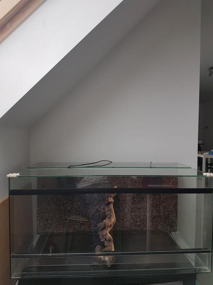 Terrarium te koop, Animaux & Accessoires, Reptiles & Amphibiens | Accessoires, Comme neuf, Enlèvement