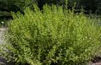 Citroenmelisse, Tuin en Terras, Planten | Tuinplanten, Ophalen, Vaste plant