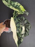 Alocasia Dragon Scale Variegata, Huis en Inrichting, Ophalen of Verzenden