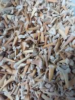 Haaientanden, Verzamelen, Mineralen en Fossielen, Ophalen, Fossiel