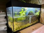 Jewel Rio 125: aquarium + lamp + hardscape + planten, Dieren en Toebehoren, Ophalen, Gebruikt, Gevuld zoetwateraquarium