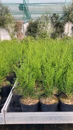 Thuja plicata 'Atrovirens', Groenblijvende haagplant, Tuin en Terras, Planten | Tuinplanten, Ophalen of Verzenden